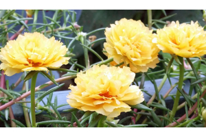 How to Grow Moss Rose Plants